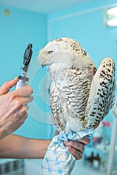 Owl at vet