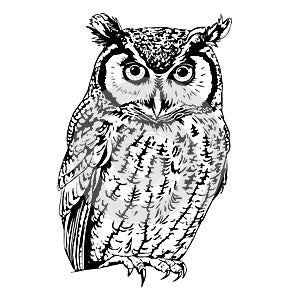 Owl vintage illustration, engraved retro style