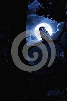 Owl Watches Intently Illuminated By Full Moon On H