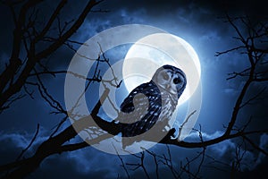 Owl Watches Intently Illuminated By Full Moon On H