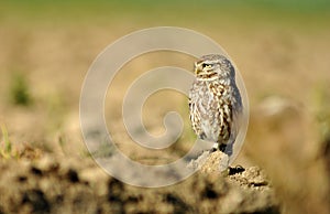 Owl watches from the sand