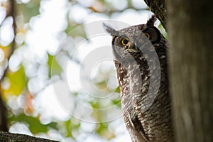 Owl Watches from Tree