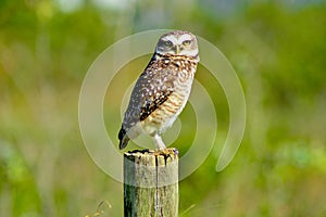 An owl watching around its burrow photo