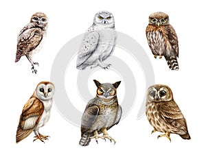 Owl watercolor illustration set. Various types of owls collection. Hand drawn barn owl, snowy, burrowing, pigmy owlet