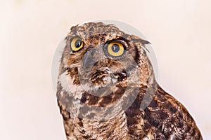 Owl in the white background.