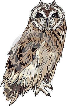 Owl
