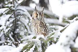 owl with wide open eyes in a snowy forest