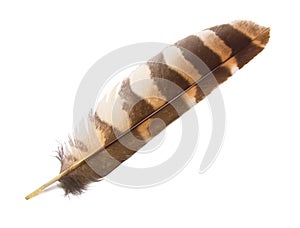 Owl Wing Feather Isolated