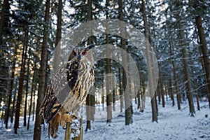 Owl in winter. Eagle owl, Bubo bubo, perched on rotten stump in snowy coniferous forest. Beautiful large owl with orange eyes.