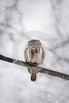 Owl in winter forest on stump. Pygmy small bird via snowfall. Small owl in natural habitat. Glaucidium passerinum