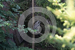 Owl in the woods of Skansen Park on Djurgarden Island. Stockholm. Sweden 08.2019