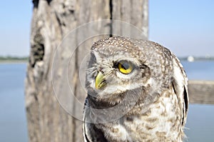 Owl, yellow eyes, in front of a river