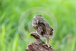 Owlet