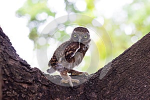 Owlet