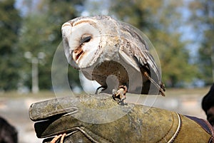 Owlet 5