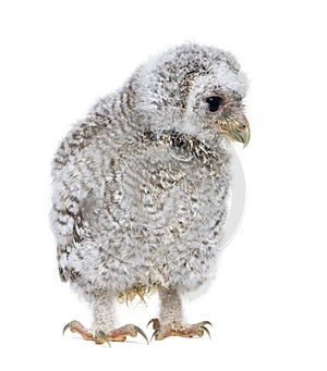 Owlet- Athene noctua (4 weeks old)