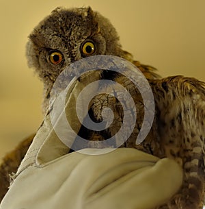 Owlet bite vehemently the glove