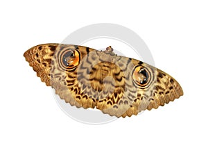 Owlet eye moth photo