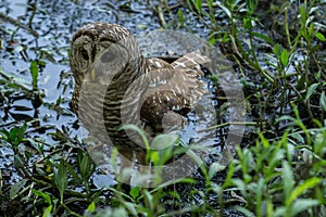 Owlet learning to hunt in shallow creek