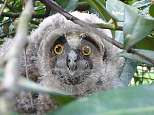 Owlet looking through branches