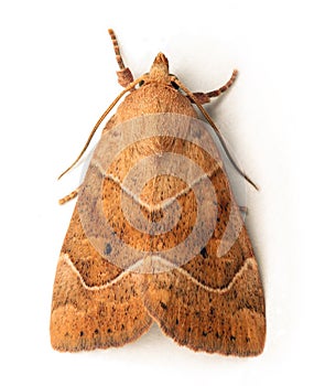 Owlet moth photo