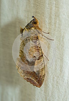 Owlet Moth on cloth photo