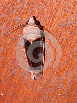 a owlet moth or cutworm or armyworm moth (family Noctuidae)