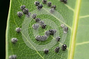 Owlet moth eggs on leaf, Noctuidae, Satara photo