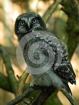 Owlet sits on a stump in the north forest