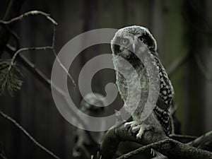 Owlets sits on a stump in the north forest