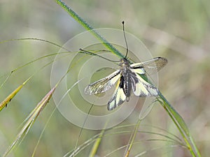 Owlfly. Libelloides coccajus. Note clubbed antennae.