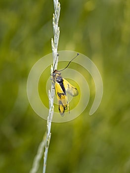 Owlfly Libelloides macaronius net-winged insect