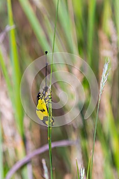 Owlfly Libelloides macaronius