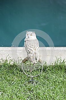 Owls in captivity