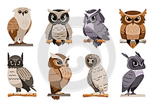 Owls collection. Cartoon owl face and eyes, flying predator bird heads with beak, eyes and feathers, wild zoo