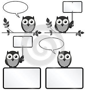 Owls with copy space