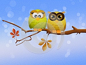 Owls couple on branch