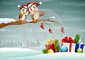 Owls couple in christmas hats on the tree branch
