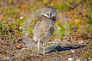 Squaking Baby Burrowing Owl