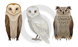 Owls Different Species Collection, Wild Forest Predatory Birds Vector Illustration