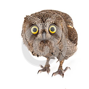 Owls - European scops owl Otus scops isolated on white background photo