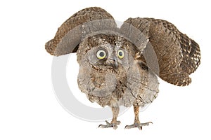 Owls - European scops owl, Otus scops, with open wings. Isolated on white background photo