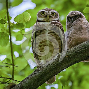 Two owls perched on a tree branch in the woods