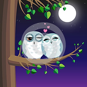 Owls Love