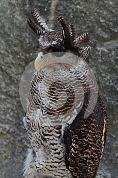 Owls are members of the order Strigiformes, including the bird of prey and are night animals ...