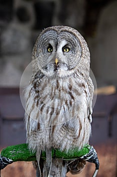 Owls at peleduparkas.lt