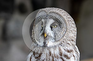 Owls at peleduparkas.lt