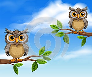 Owls perching on tree branch