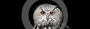 Owls Portrait. Owl on black background