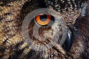 Owls Portrait. Owl eyes. - Image photo